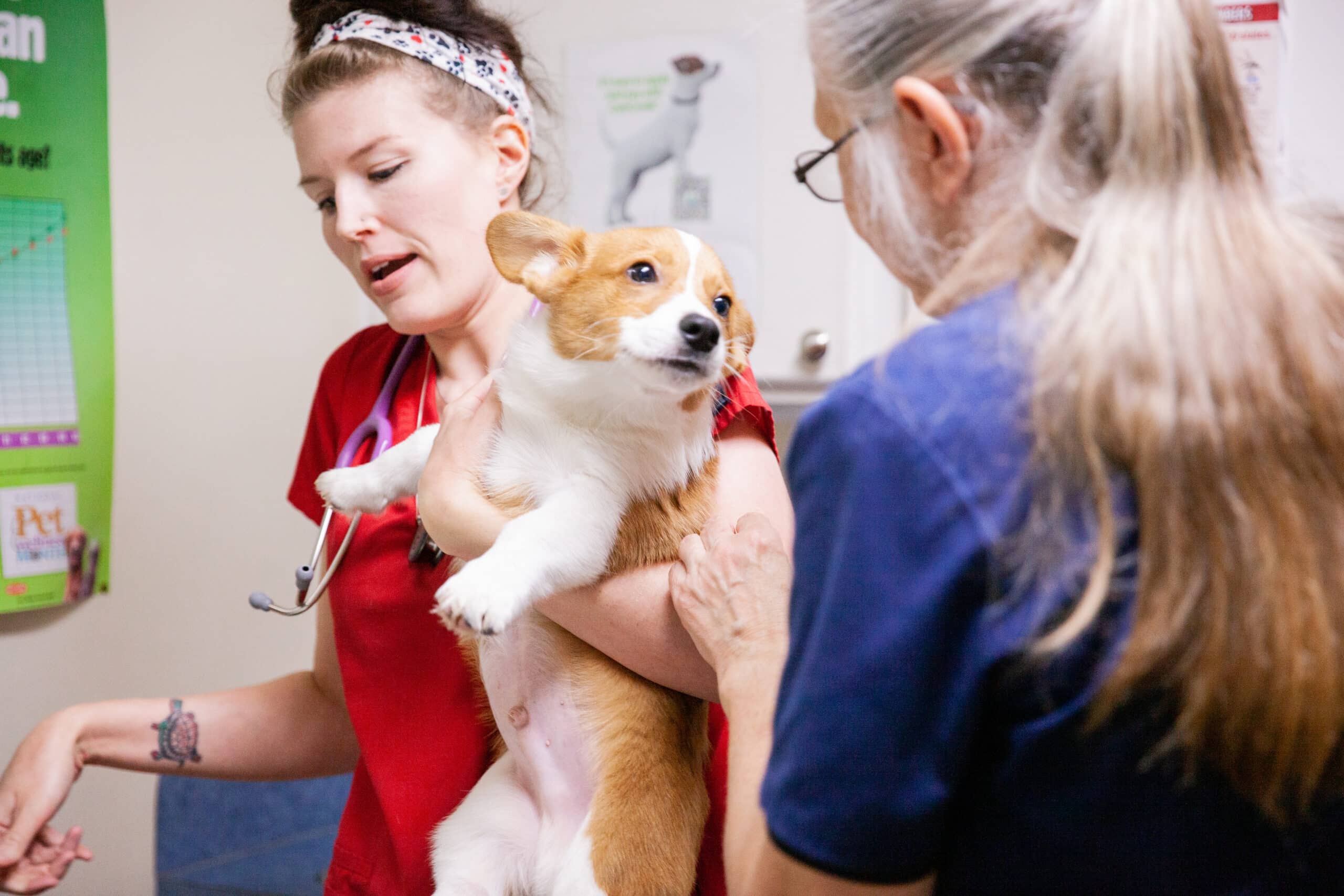Audubon Animal Hospital